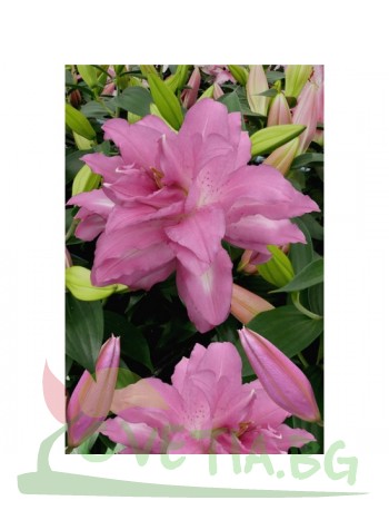 Лилиум 'Lotus Dream'LL52
